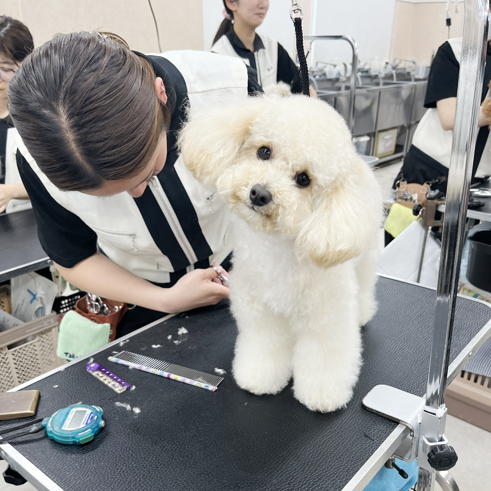 ２年生はお客様の愛犬をトリミング♪②
